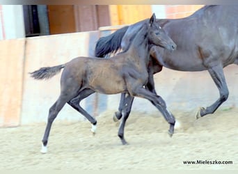 Cheval de selle allemand, Étalon, 2 Ans, Bai brun foncé