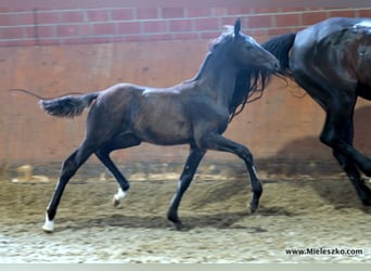 Cheval de selle allemand, Étalon, 2 Ans, Bai brun foncé