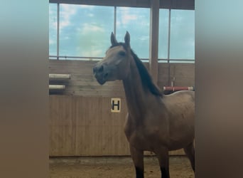Cheval de selle allemand, Étalon, 2 Ans, Buckskin