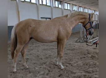 Cheval de selle allemand, Étalon, 3 Ans, 162 cm, Palomino