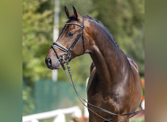 Cheval de selle allemand, Étalon, 3 Ans, 167 cm, Bai