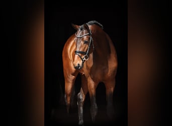 Cheval de selle allemand, Étalon, 4 Ans, 166 cm, Bai brun