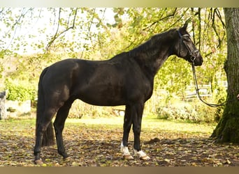 Cheval de selle allemand, Étalon, 7 Ans