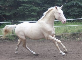 Cheval de selle allemand, Étalon, 10 Ans, 170 cm