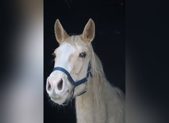 Cheval de selle allemand, Étalon, 10 Ans, 170 cm