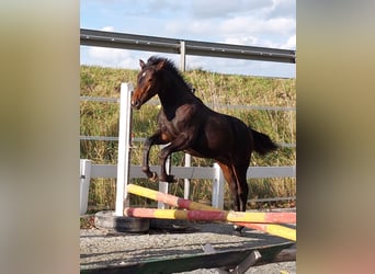 Cheval de selle allemand, Étalon, Poulain (03/2023), 167 cm, Bai brun