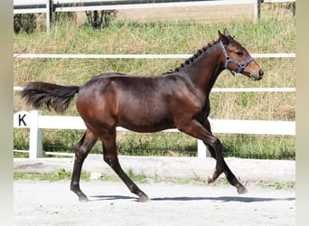 Cheval de selle allemand, Étalon, Poulain (03/2023), 167 cm, Bai brun