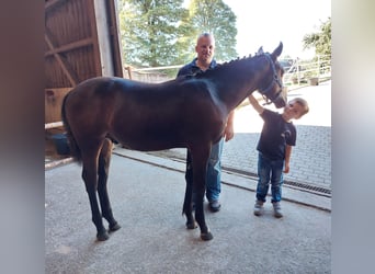 Cheval de selle allemand, Étalon, Poulain (03/2023), 167 cm, Bai brun