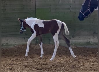 Cheval de selle allemand, Étalon, Poulain (06/2023), 167 cm, Pinto