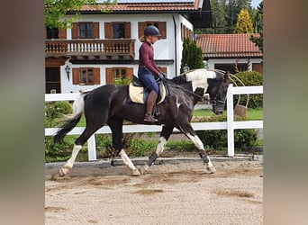 Cheval de selle allemand, Étalon, Poulain (06/2023), 167 cm, Pinto