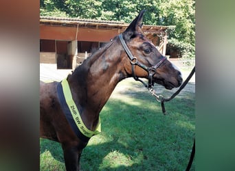 Cheval de selle allemand, Étalon, Poulain (06/2023), 168 cm, Bai brun