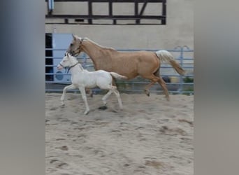 Cheval de selle allemand, Étalon, Poulain (04/2026), 168 cm, Cremello