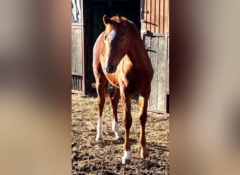 Cheval de selle allemand, Étalon, Poulain (01/2026), 169 cm, Alezan brûlé