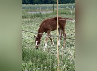 Cheval de selle allemand, Étalon, , Alezan brûlé