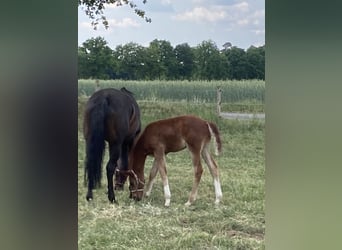 Cheval de selle allemand, Étalon, , Alezan brûlé