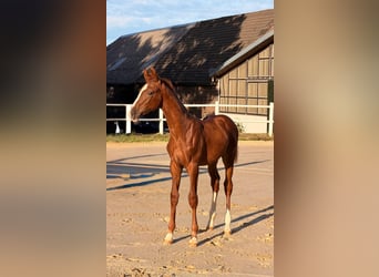 Cheval de selle allemand, Étalon, Poulain (05/2026), Alezan