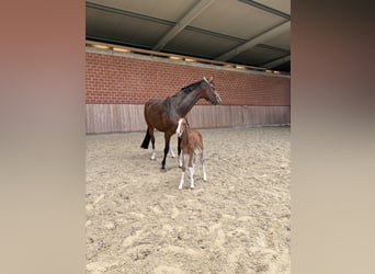 Cheval de selle allemand, Étalon, , Alezan