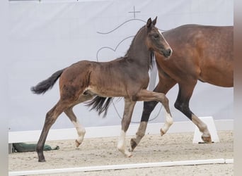 Cheval de selle allemand, Étalon, Poulain (04/2024), Bai brun