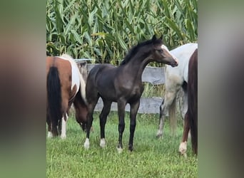 Cheval de selle allemand, Étalon, Poulain (04/2024), Bai brun