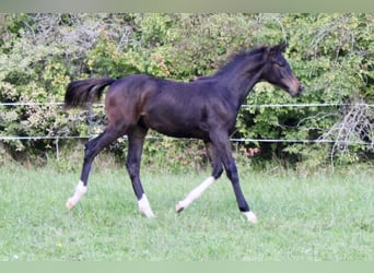 Cheval de selle allemand, Étalon, Poulain (04/2025), Bai brun foncé