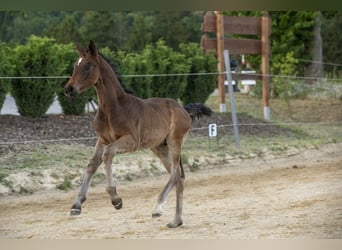 Cheval de selle allemand, Étalon, Poulain (04/2026), Bai