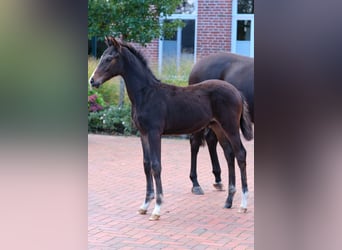 Cheval de selle allemand, Étalon, Poulain (06/2024), Bai