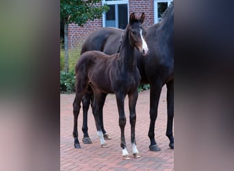 Cheval de selle allemand, Étalon, Poulain (06/2024), Bai