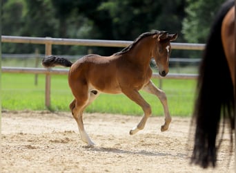 Cheval de selle allemand, Étalon, Poulain (04/2024), Bai