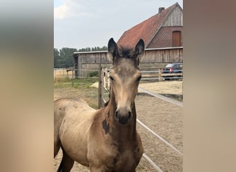 Cheval de selle allemand, Étalon, Poulain (05/2026), Buckskin