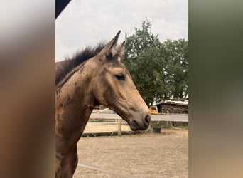 Cheval de selle allemand, Étalon, Poulain (05/2026), Buckskin