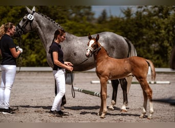 Cheval de selle allemand, Étalon, Poulain (06/2026), Gris