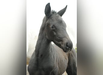 Cheval de selle allemand, Étalon, Poulain (03/2023), Gris noir