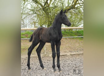 Cheval de selle allemand, Étalon, Poulain (03/2023), Gris noir