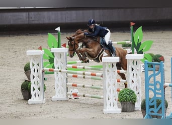 Cheval de selle allemand, Hongre, 10 Ans, 162 cm, Alezan