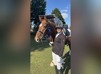 Cheval de selle allemand, Hongre, 10 Ans, 170 cm, Alezan