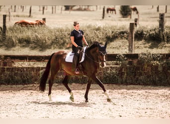 Cheval de selle allemand, Hongre, 10 Ans, 170 cm, Bai brun