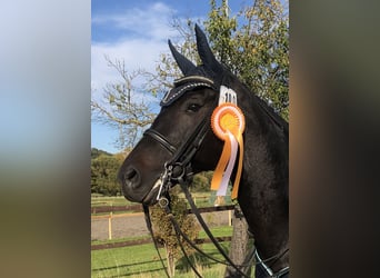 Cheval de selle allemand, Hongre, 10 Ans, 170 cm, Bai brun foncé