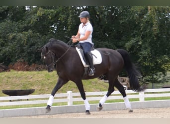 Cheval de selle allemand, Hongre, 10 Ans, 170 cm, Noir
