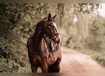 Cheval de selle allemand, Hongre, 10 Ans, 172 cm, Bai brun