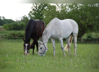 Cheval de selle allemand, Hongre, 10 Ans, 173 cm, Bai brun