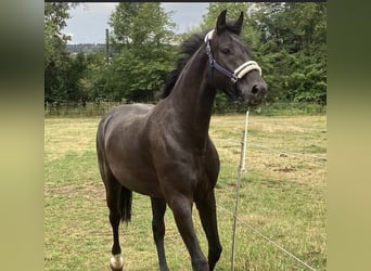 Cheval de selle allemand, Hongre, 10 Ans, 173 cm, Noir