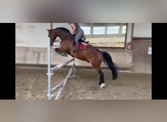 Cheval de selle allemand, Hongre, 11 Ans, 165 cm, Bai