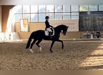 Cheval de selle allemand, Hongre, 11 Ans, 175 cm, Bai brun foncé