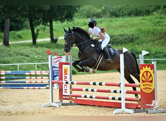 Cheval de selle allemand, Hongre, 12 Ans, 172 cm, Bai brun