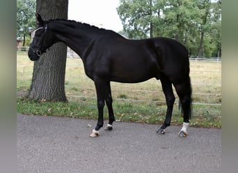 Cheval de selle allemand, Hongre, 12 Ans, 172 cm, Noir