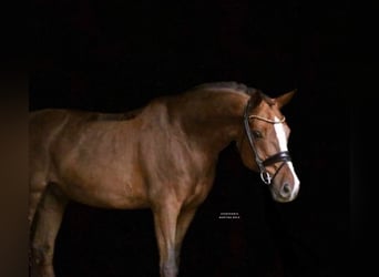 Cheval de selle allemand, Hongre, 14 Ans, 165 cm, Alezan brûlé