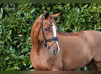 Cheval de selle allemand, Hongre, 15 Ans, 165 cm, Alezan brûlé