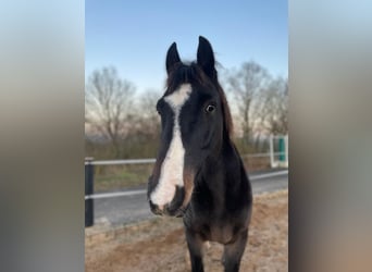 Cheval de selle allemand, Hongre, 16 Ans, 158 cm, Bai