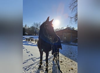 Cheval de selle allemand, Hongre, 16 Ans, 166 cm, Bai brun