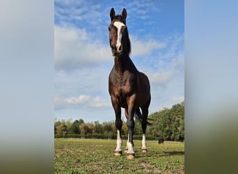 Cheval de selle allemand, Hongre, 16 Ans, 173 cm, Bai